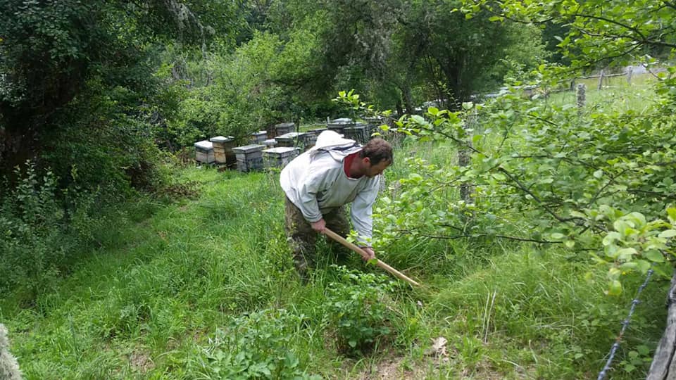 Пчелар работи покрај пчеларник