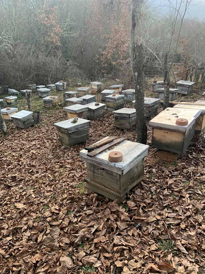 Пчеларник во природа