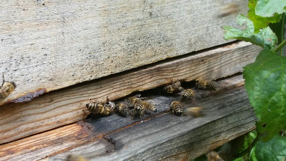 Пчели влегуваат во природен пчеларник