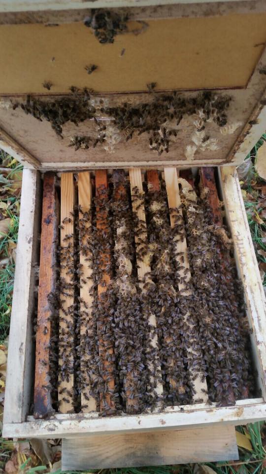 Пчели во природен пчеларник