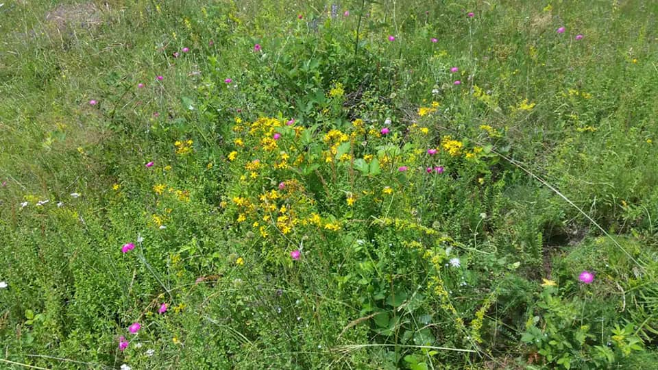 Природа во Широки Дол