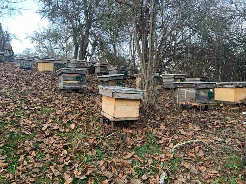 Природен пчеларник