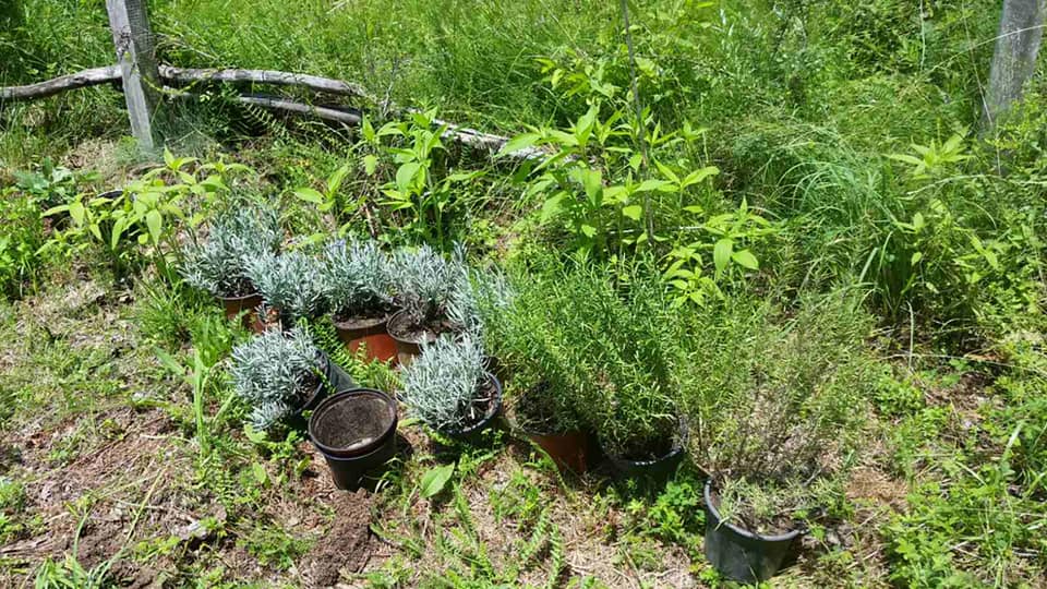 Природна башта