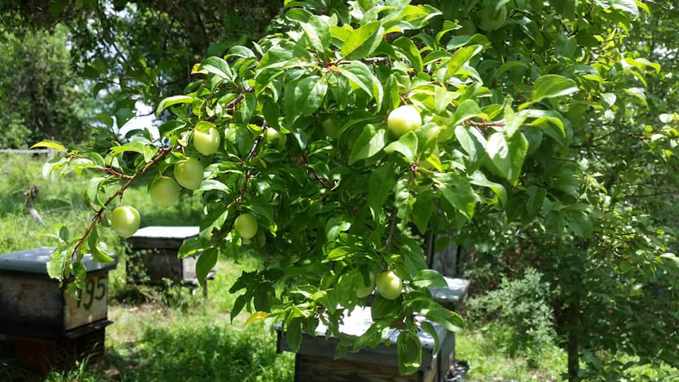 Природни јаболки покрај пчеларник