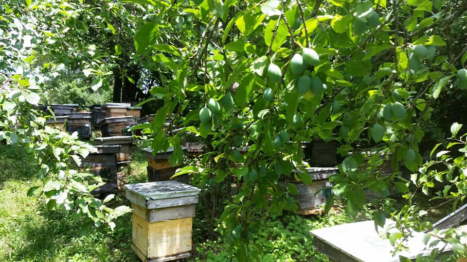 Сливи покрај пчеларник