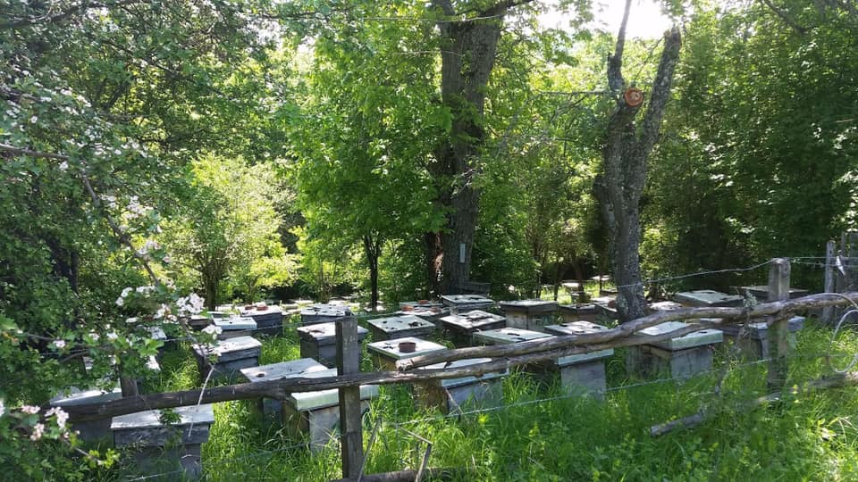 Заграден природен пчеларник