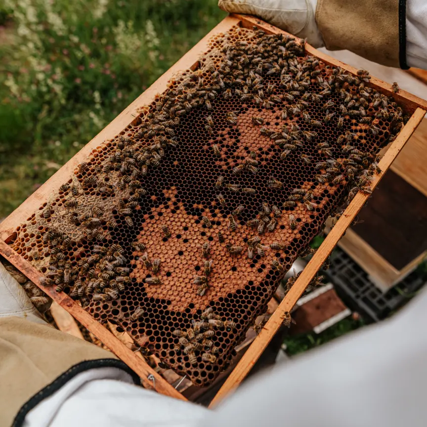 Пчеларска рамка