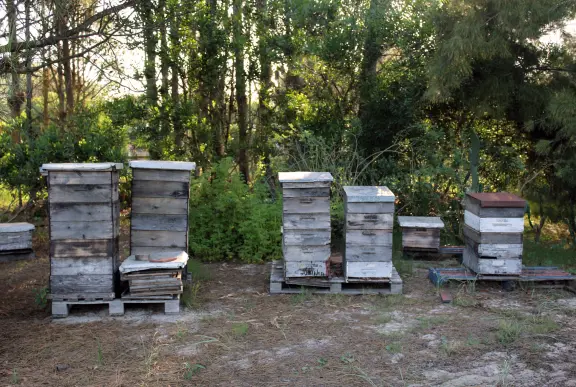 Пчеларска фарма